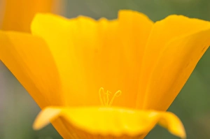 California poppy with stamens, Montana de Oro State Park, California Central Coast California poppy with stamens, Montana de Oro State Park, California Central Coast