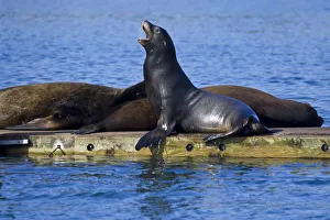 California Sea Lions rest on a dock in northern California California Sea Lions rest on a dock in northern California