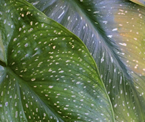 Abstract Floral Patterns Prints: Calla spotted leaf abstract