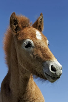 Camargue horse foal, born dark and turn white with age, Camargue region of southern Camargue horse foal, born dark and turn white with age, Camargue region of southern