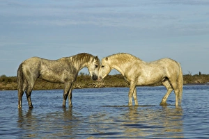 Camargue horses standing in marshy wetland of the Camargue, southern France Camargue horses standing in marshy wetland of the Camargue, southern France
