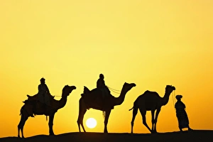 Camels and camel driver silhouetted at sunset, Thar Desert, Jodhpur, India Camels and camel driver silhouetted at sunset, Thar Desert, Jodhpur, India