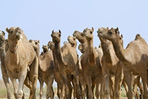 Camels in the desert, Pushkar, Rajasthan, India Camels in the desert, Pushkar, Rajasthan, India