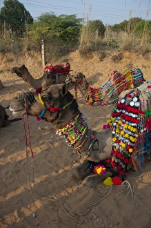 Camels before a ride, Pushkar, Rajasthan, India Camels before a ride, Pushkar, Rajasthan, India