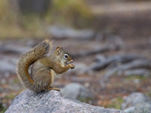 Canada, Alberta. A Douglas Squirrel(Tamiasciurus douglasii) sits on a rock eating Canada, Alberta. A Douglas Squirrel(Tamiasciurus douglasii) sits on a rock eating