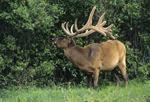 Canada, Alberta, Jasper National Park. Bull elk gnawing on bone Canada, Alberta, Jasper National Park. Bull elk gnawing on bone