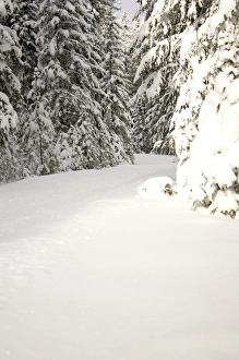 Canada, Banff, Cross country skiing on Spray River Trail Canada, Banff, Cross country skiing on Spray River Trail