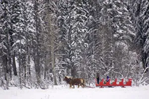 Canada, Banff. Sleigh rides at Martin Stables Canada, Banff. Sleigh rides at Martin Stables