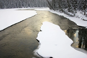 Canada, Banff, Spray River fork in snowy conditions Canada, Banff, Spray River fork in snowy conditions