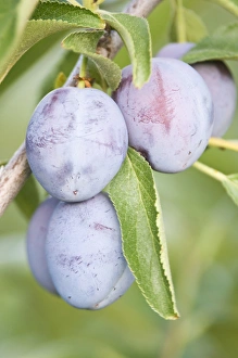 Canada, BC, Okanagan Valley, Plums Ripe for Harvest Canada, BC, Okanagan Valley, Plums Ripe for Harvest