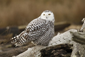 Canada, British Columbia, Boundary Bay, Snowy Owl (Nyctea scandiaca) Canada, British Columbia, Boundary Bay, Snowy Owl (Nyctea scandiaca)
