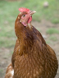 Canada, British Columbia, Cowichan Valley. Close up photo of a hen Canada, British Columbia, Cowichan Valley. Close up photo of a hen