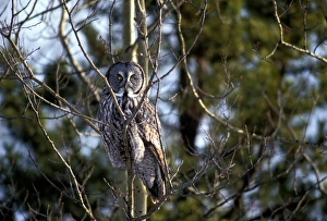 Canada, British Columbia, Fort Saint John, Great Gray Owl (Strix nebulosa) sits Canada, British Columbia, Fort Saint John, Great Gray Owl (Strix nebulosa) sits