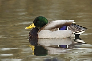 Canada, British Columbia, George C. Reifel Migratory Bird Sanctuary, Mallard (Anas Canada, British Columbia, George C. Reifel Migratory Bird Sanctuary, Mallard (Anas