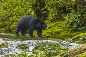 Canada, British Columbia, Inside Passage. Black bear fishing on Qua Creek. Credit as Canada, British Columbia, Inside Passage. Black bear fishing on Qua Creek. Credit as