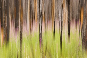 Canada, British Columbia. Motion blur of grass and trees Canada, British Columbia. Motion blur of grass and trees