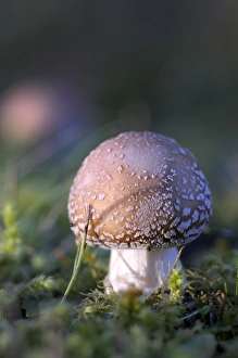 Canada, British Columbia, Vancouver Island. Amanita muscaria at a young stage with moss Canada, British Columbia, Vancouver Island. Amanita muscaria at a young stage with moss