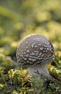 Canada, British Columbia, Vancouver Island. Amanita muscaria mushroom at a young stage Canada, British Columbia, Vancouver Island. Amanita muscaria mushroom at a young stage