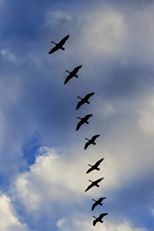 Canada Geese silhouetted agains sky and clouds, Branta canadensis, Alabama Canada Geese silhouetted agains sky and clouds, Branta canadensis, Alabama