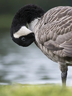 Canada goose (Branta canadensis). Europe, central europe, Germany, Bavaria, September Canada goose (Branta canadensis). Europe, central europe, Germany, Bavaria, September