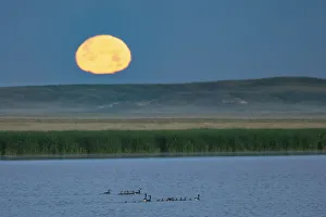 Canada goose family as full moon sets over prairie pond in Medicine Lake National Canada goose family as full moon sets over prairie pond in Medicine Lake National