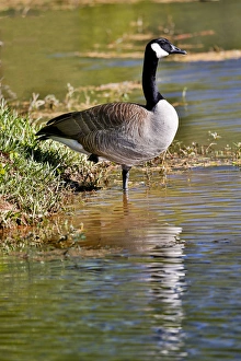 Canada Goose lakeside reflection Callaway Gardens, Georgia Canada Goose lakeside reflection Callaway Gardens, Georgia