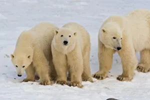 Polar Bear Family Photos Prints: Canada, Hudson