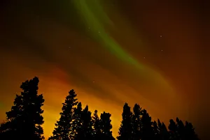 Canada, Manitoba, Birds Hill Provincial Park. Aurora borealis and trees. Credit as Canada, Manitoba, Birds Hill Provincial Park. Aurora borealis and trees. Credit as