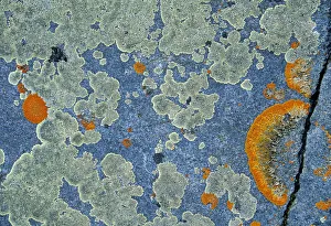 Canada, Manitoba, Churchill. Crustose lichen on rock Canada, Manitoba, Churchill. Crustose lichen on rock