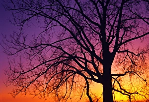 Canada, Manitoba. Detail of cottonwood tree at sunset Canada, Manitoba. Detail of cottonwood tree at sunset