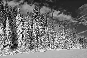 Canada, Manitoba, Duck Mountain Provincial Park. Black and white of forest after snowstorm Canada, Manitoba, Duck Mountain Provincial Park. Black and white of forest after snowstorm