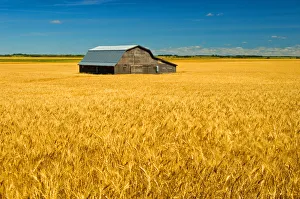 Canada, Manitoba, Holland. Barn and wheat field Canada, Manitoba, Holland. Barn and wheat field