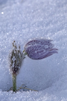 Canada, Manitoba, Sandilands Provincial Forest. Hoarfrost-coated prairie crocus in snow Canada, Manitoba, Sandilands Provincial Forest. Hoarfrost-coated prairie crocus in snow