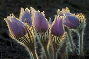 Canada, Manitoba, Sandilands Provincial Forest. Hoarfrost-coated prairie crocus. Credit as Canada, Manitoba, Sandilands Provincial Forest. Hoarfrost-coated prairie crocus. Credit as