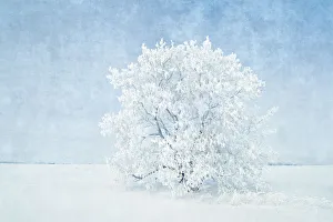 Canada, Manitoba. Snow-covered tree. Credit as: Mike Grandmaison / Jaynes Gallery Canada, Manitoba. Snow-covered tree. Credit as: Mike Grandmaison / Jaynes Gallery