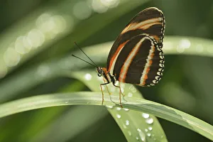 Canada, Manitoba, Winnipeg, Assiniboine Park. Butterfly close-up in. garden. Credit as Canada, Manitoba, Winnipeg, Assiniboine Park. Butterfly close-up in. garden. Credit as