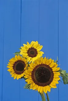 Canada, Manitoba, Winnipeg. Sunflowers against blue fence Canada, Manitoba, Winnipeg. Sunflowers against blue fence