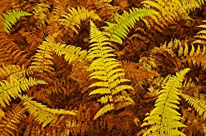 Canada, Ontario, Baysville. Wood ferns in autumn Canada, Ontario, Baysville. Wood ferns in autumn