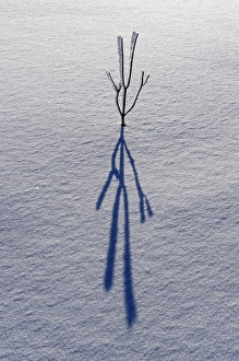 Canada, Ontario, Bourget. Plant shadow on snow Canada, Ontario, Bourget. Plant shadow on snow