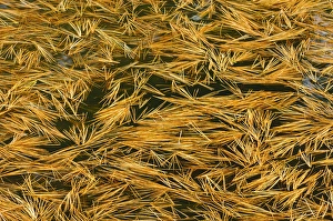 Canada, Ontario. Fallen white pine needles in water Canada, Ontario. Fallen white pine needles in water