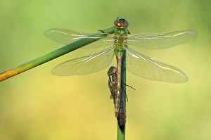 Canada, Ontario. Green darner dragonflies on stem Canada, Ontario. Green darner dragonflies on stem