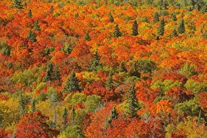 Canada, Ontario, Lake Superior Provincial Park. Evergreen and maple trees in autumn color Canada, Ontario, Lake Superior Provincial Park. Evergreen and maple trees in autumn color