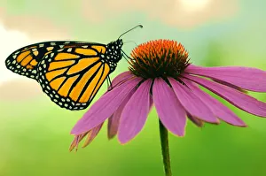 Canada, Ontario. Monarch butterfly on Echinacea flower Canada, Ontario. Monarch butterfly on Echinacea flower