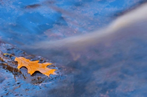 Canada, Ontario. Oak leaf on rock in Rosseau River Canada, Ontario. Oak leaf on rock in Rosseau River