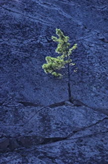 Canada, Ontario. Pine tree growing from crack in rock Canada, Ontario. Pine tree growing from crack in rock