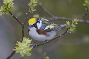 Canada, Ontario, Pt. Pelee National Park. Close-up of male chestnut-sided warbler on tree Canada, Ontario, Pt. Pelee National Park. Close-up of male chestnut-sided warbler on tree