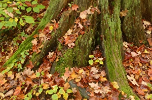 Canada, Ontario, Ragged Falls Provincial Park. Moss-covered tree trunk and fallen maple leaves Canada, Ontario, Ragged Falls Provincial Park. Moss-covered tree trunk and fallen maple leaves