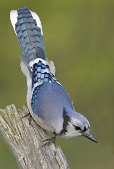 Canada, Ontario, Rondeau Provincial Park. Close-up of inquisitive blue jay on dead tree Canada, Ontario, Rondeau Provincial Park. Close-up of inquisitive blue jay on dead tree