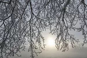 Images Dated 30th November 2013: Canada, Ottawa, Ottawa River. Frosty branches and fog-shrouded sun