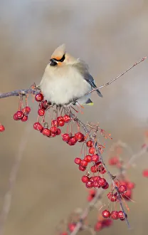 Canada, Quebec. Bohemian waxwing bird on limb Canada, Quebec. Bohemian waxwing bird on limb